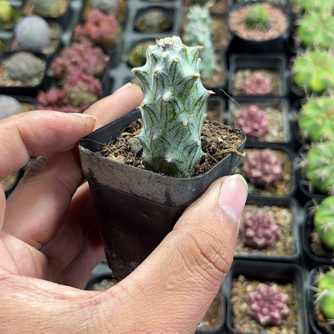 普西丽菊单头发货