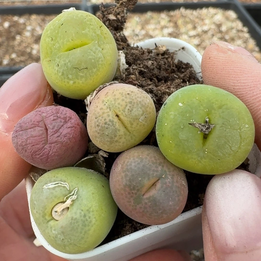 676六颗翠光开播福利出