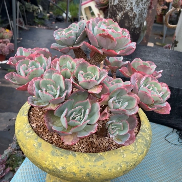 老桩无砍原始伯克丽