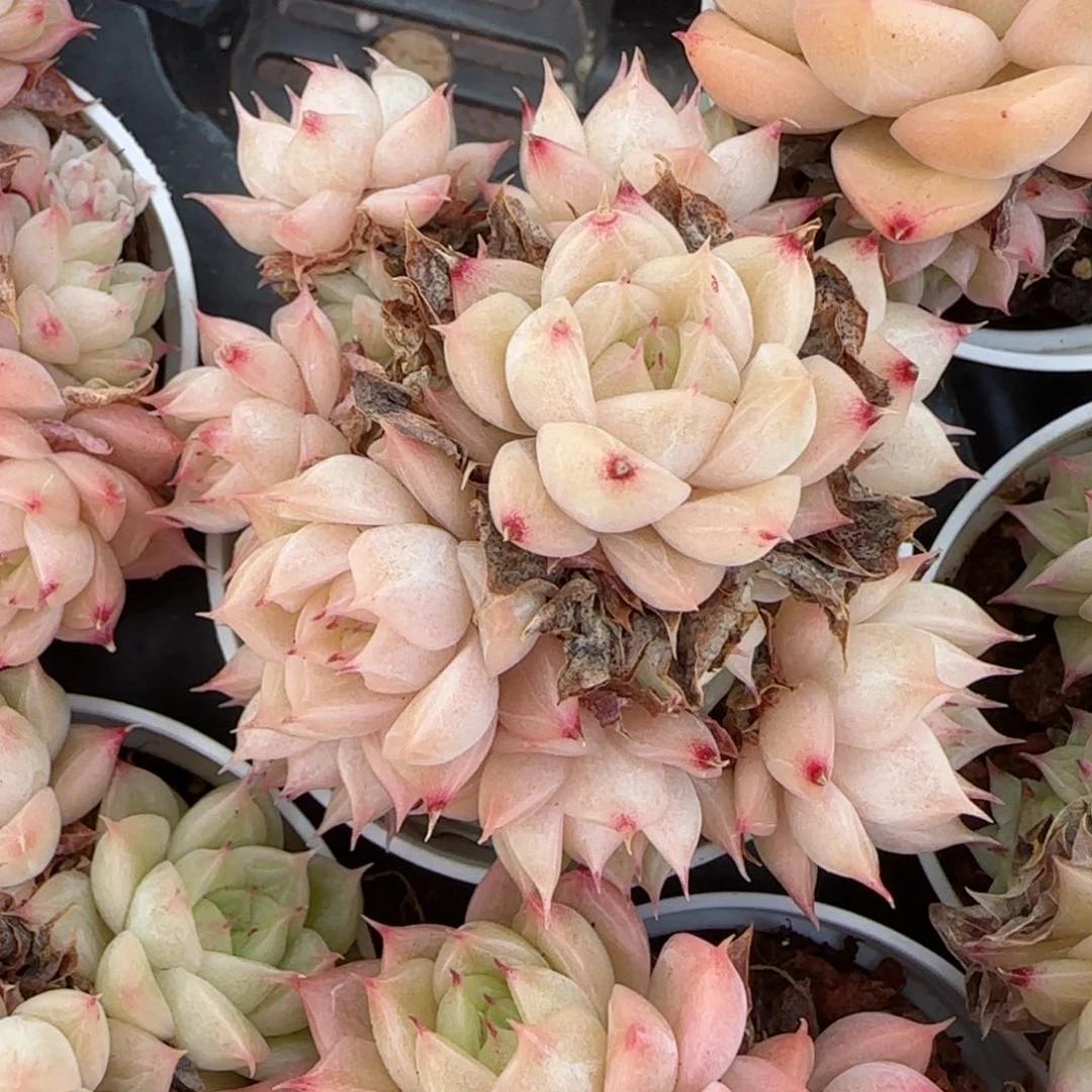 a**a花语逸镜0215-470散