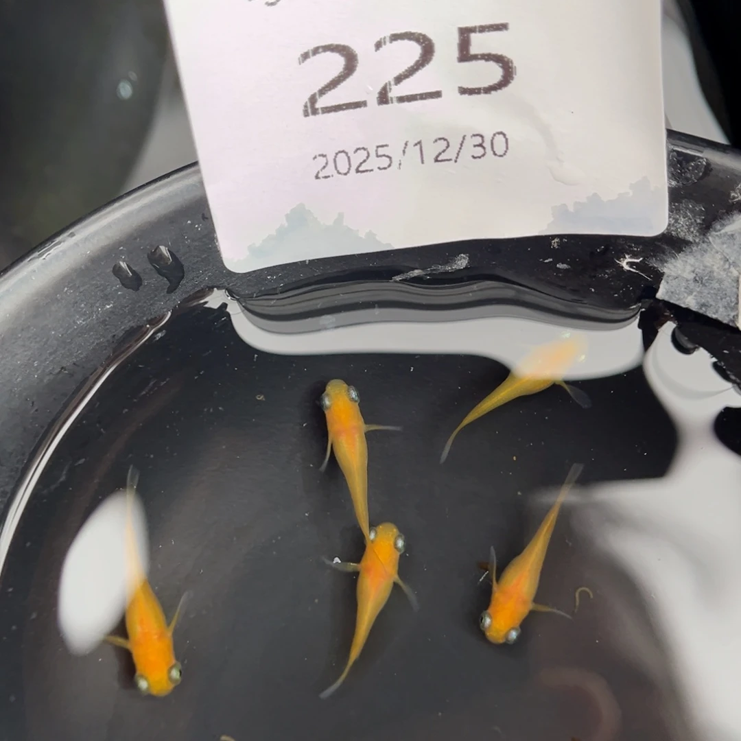 青鳉鱼225黄出目五尾