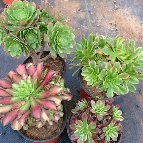 503法师4棵多肉植物