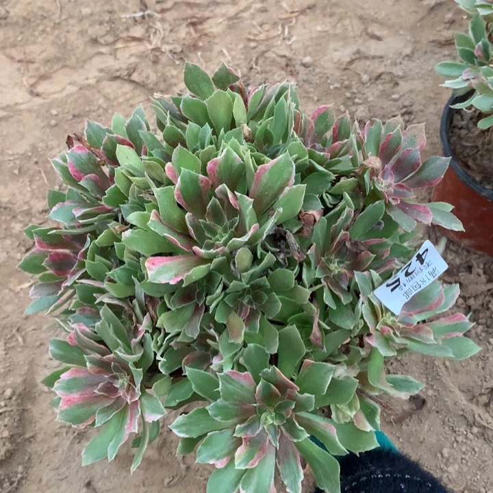 425光辉七彩手捧2号