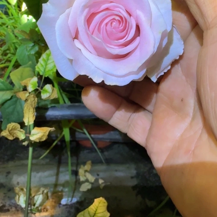 无花朵伯爵少女小苗