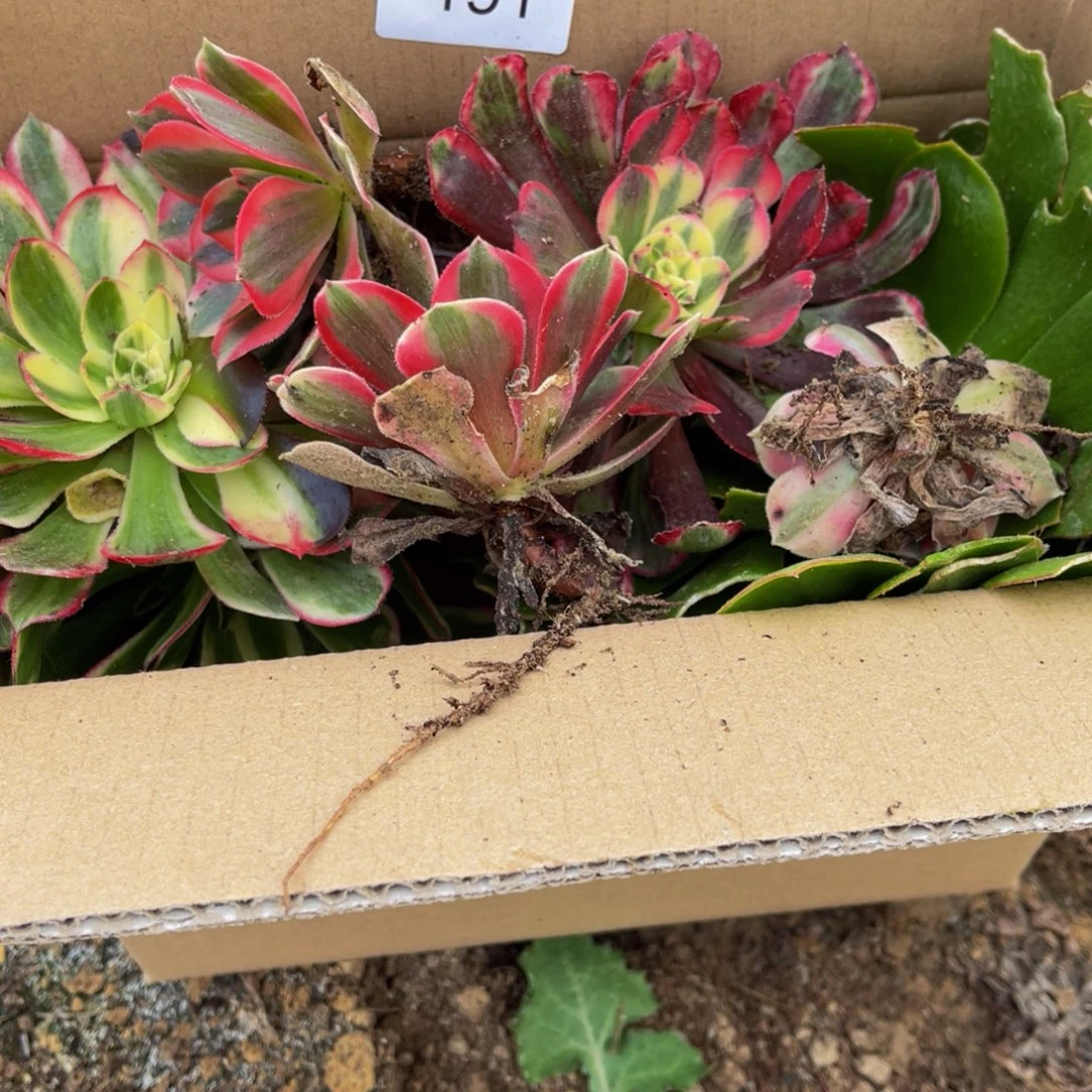 191箱拍无售后大小都有