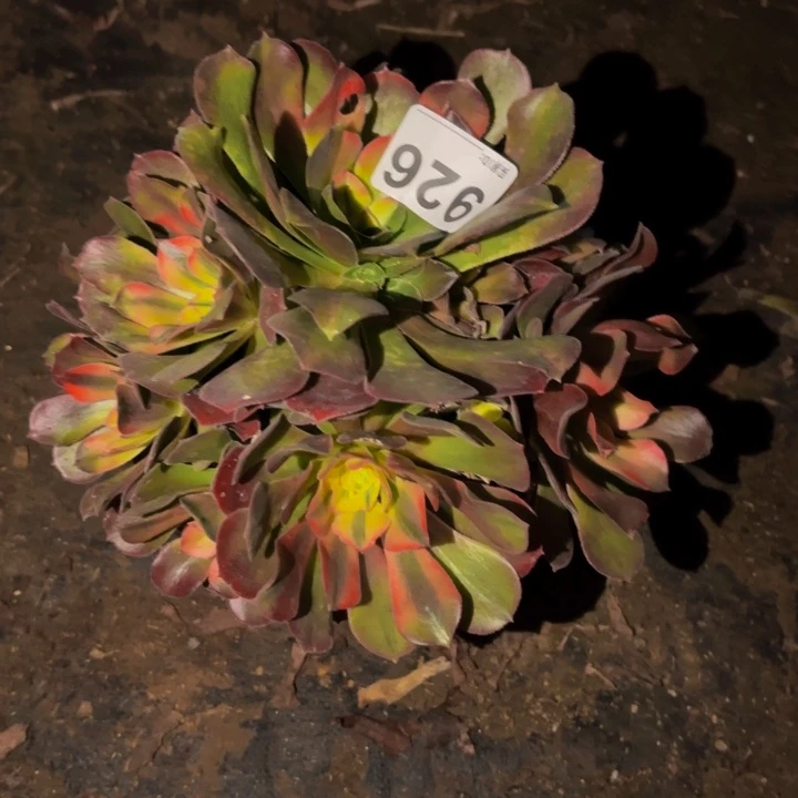 926红香妃多肉植物不售后