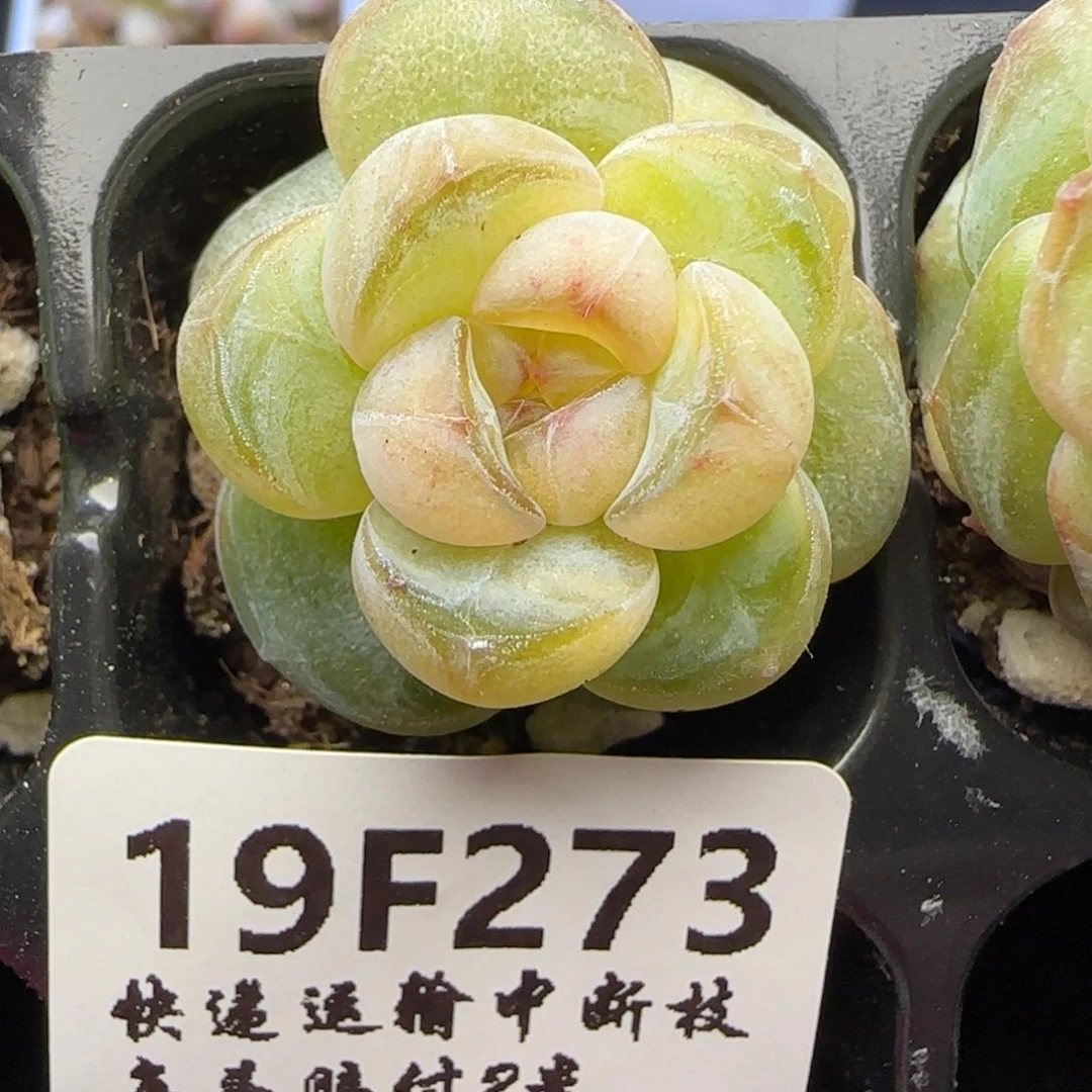 随***行【满29包邮非偏远】273
