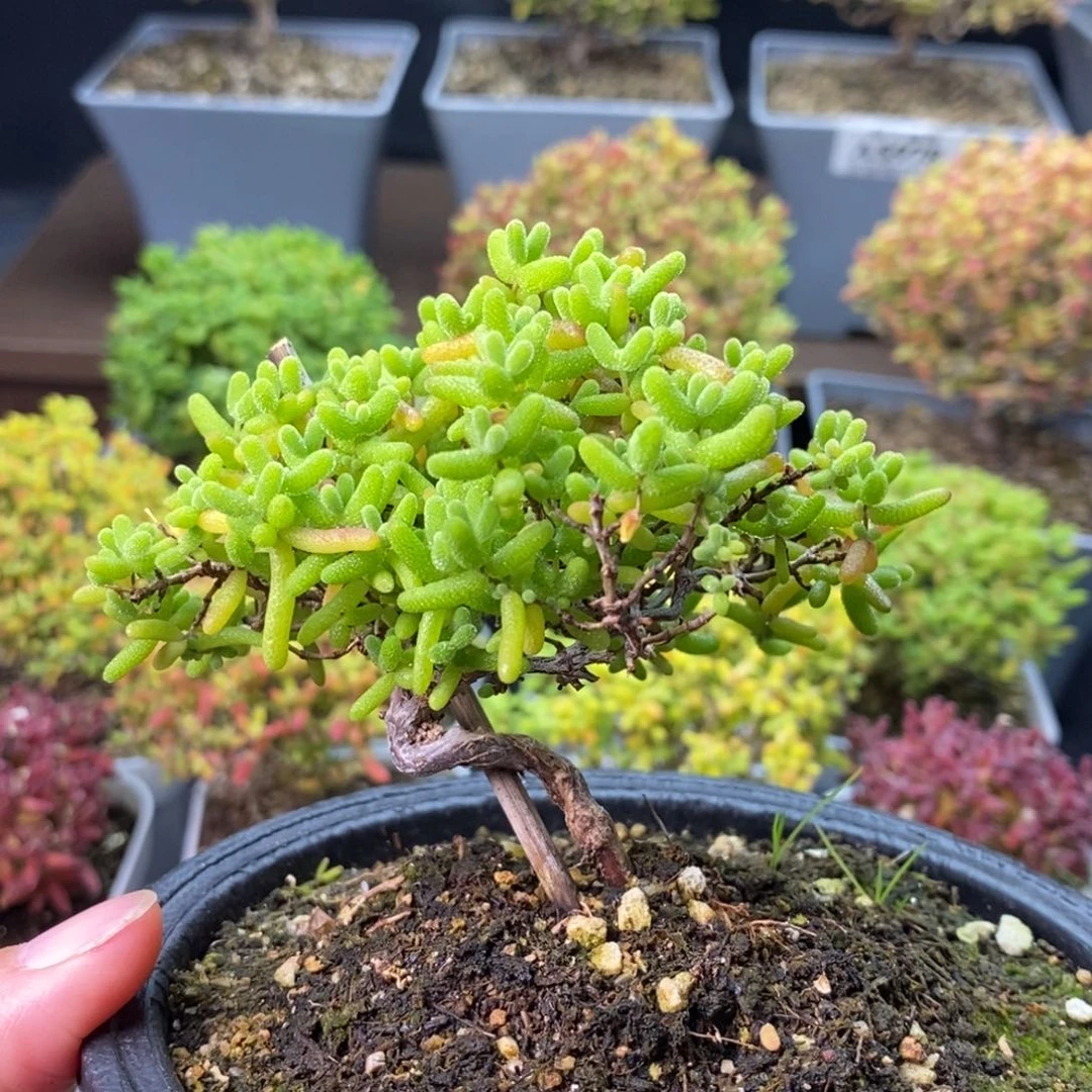 229造型桩蜜橘糖球