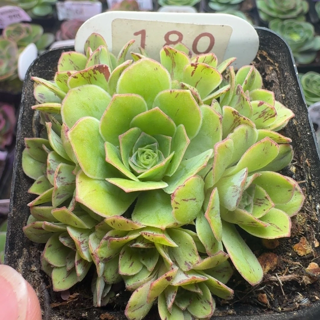 楹楹-180-冠幅  6cm