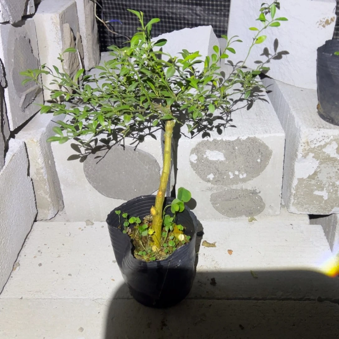 绿植盆栽植物花卉