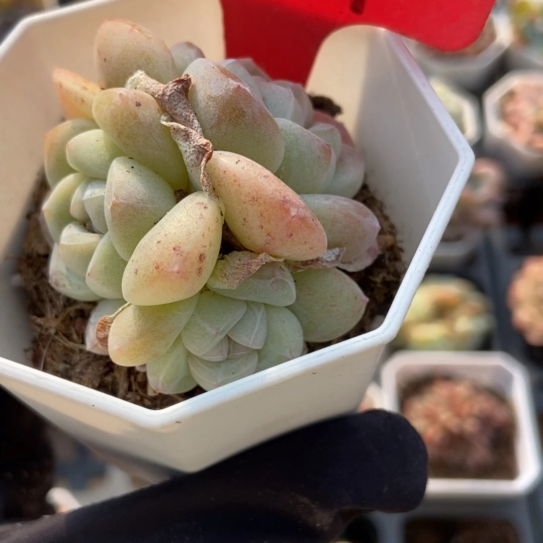 001冰玉多肉植物保护