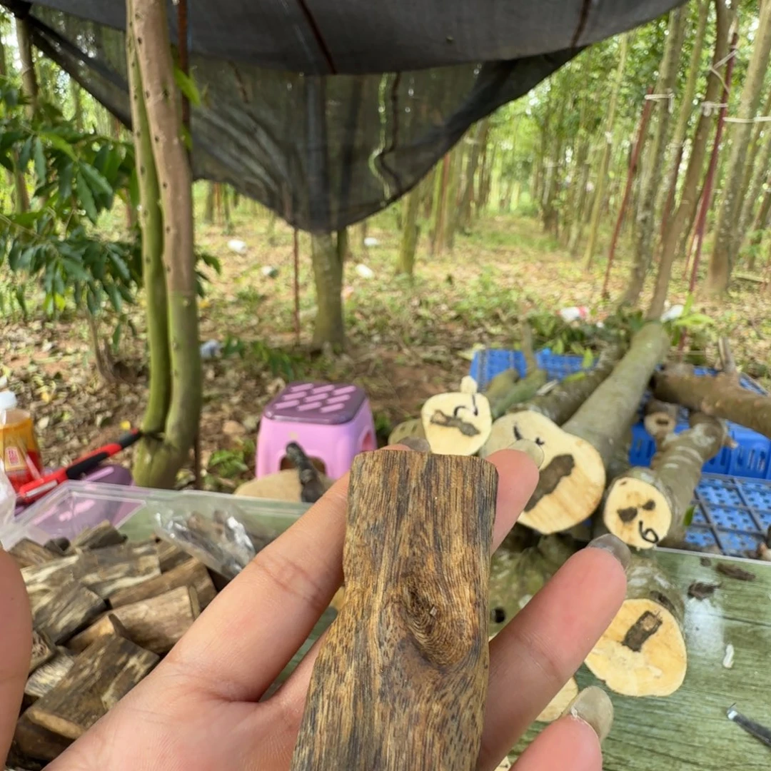 赵***少线香奇楠沉香原木