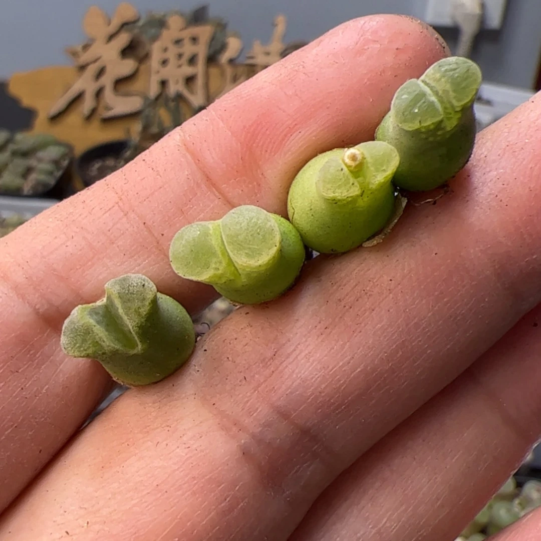 【闪购商品】00000007