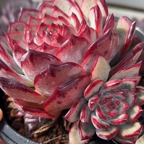 36拉糖脱土一个脱土