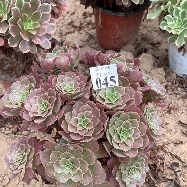 045荷兰玫瑰绣球东