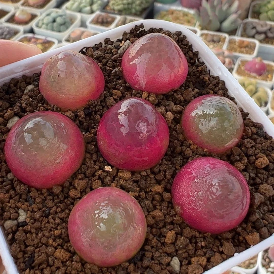 753多肉植物百科