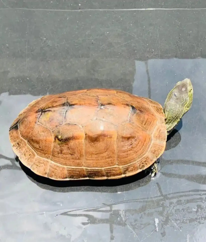 龟表哥【直播链接】人工繁殖观赏龟宠物龟 直播间选龟专拍链接