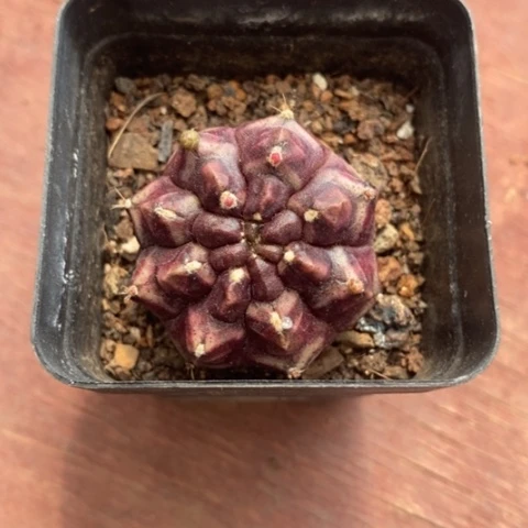 梦想单头3仙人球