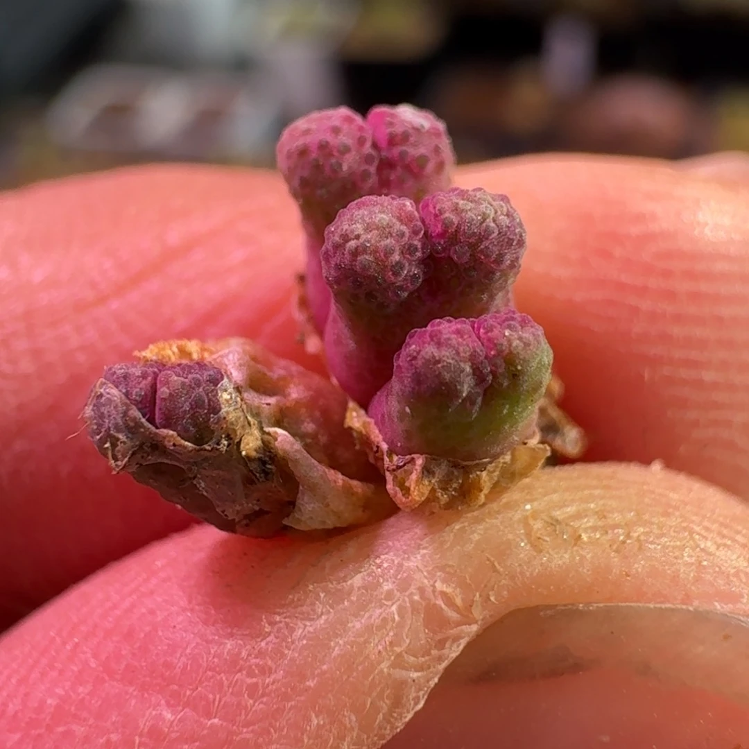 云缦精品番杏8.15草莓