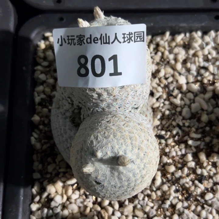 9*801 无根 仙人球的故事