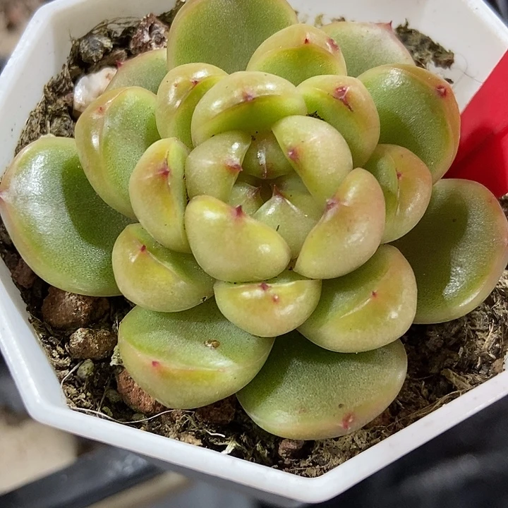 多肉植物来啦珍妮818