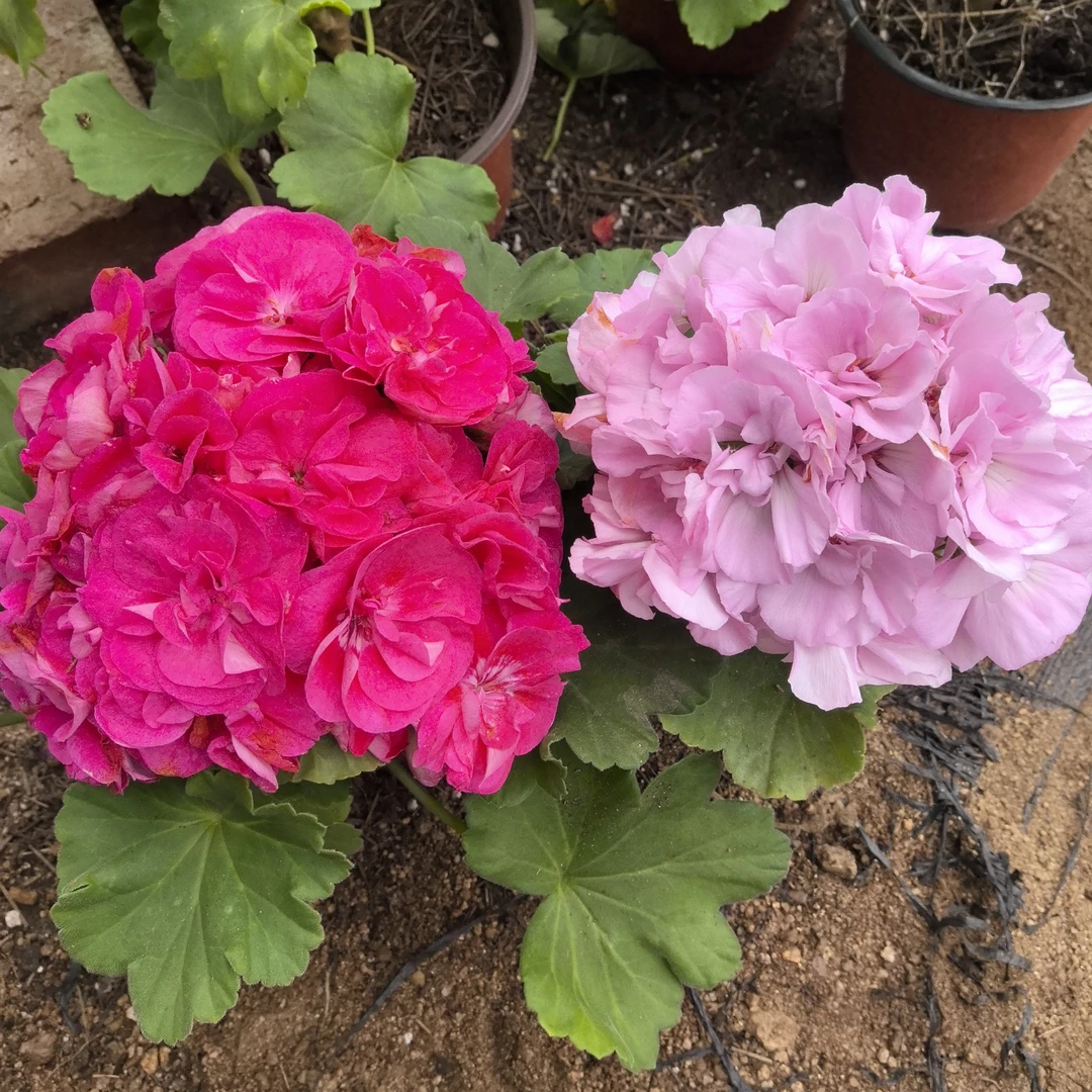 【罗莎琳达(一代苗)+劳拉宝石(小苗)】2颗天竺葵组合