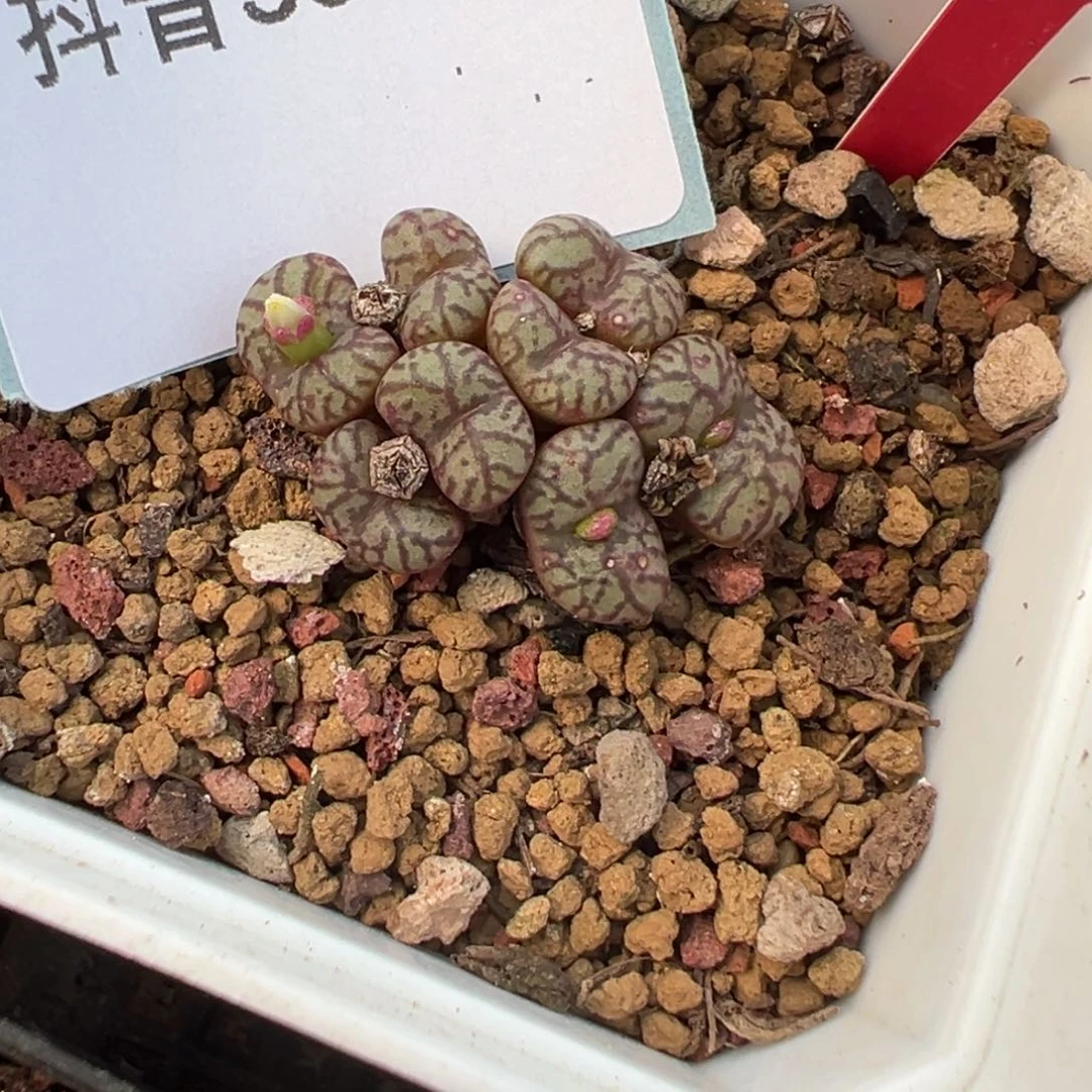 30-04肉锥多肉植物