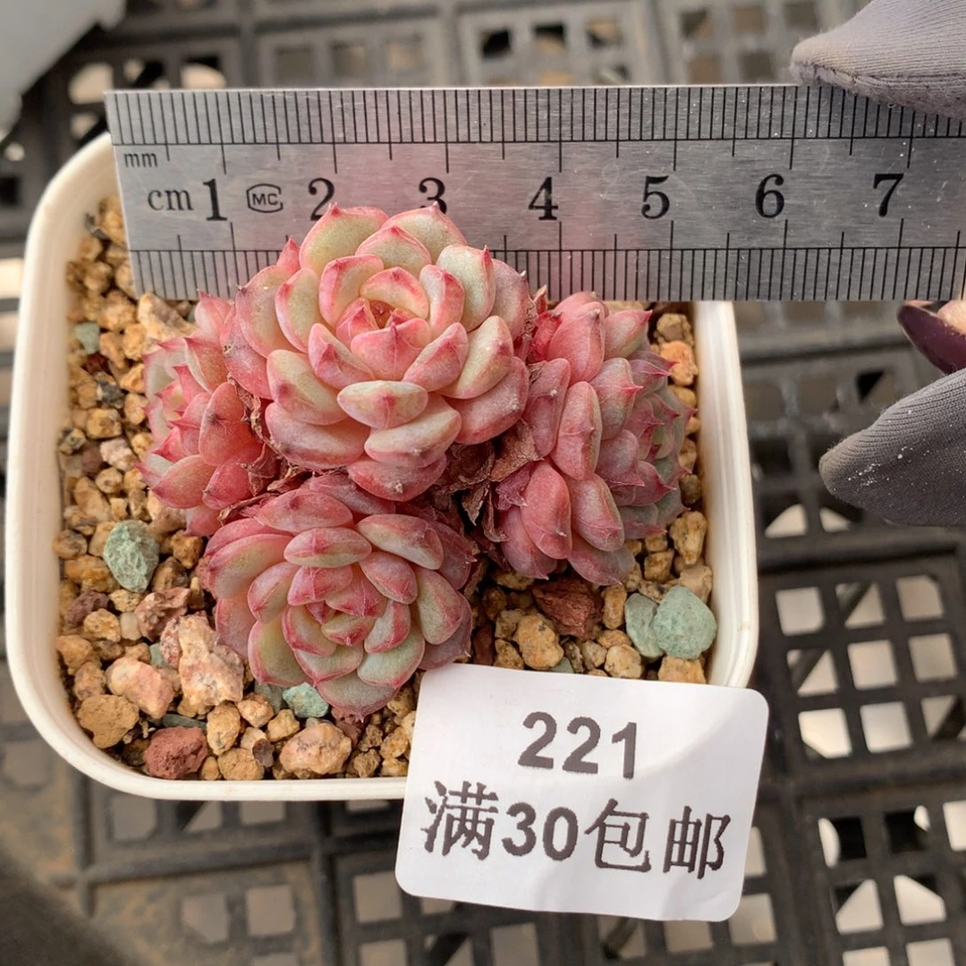 221。白胖子四头老桩。