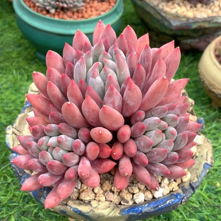 多肉植物 所罗门-4