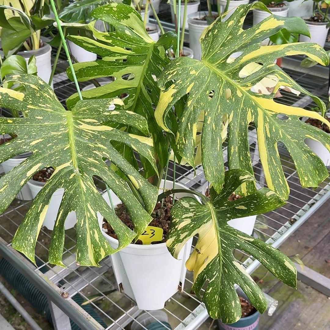 李***吧不开花植物黄星四页顶芽Z3