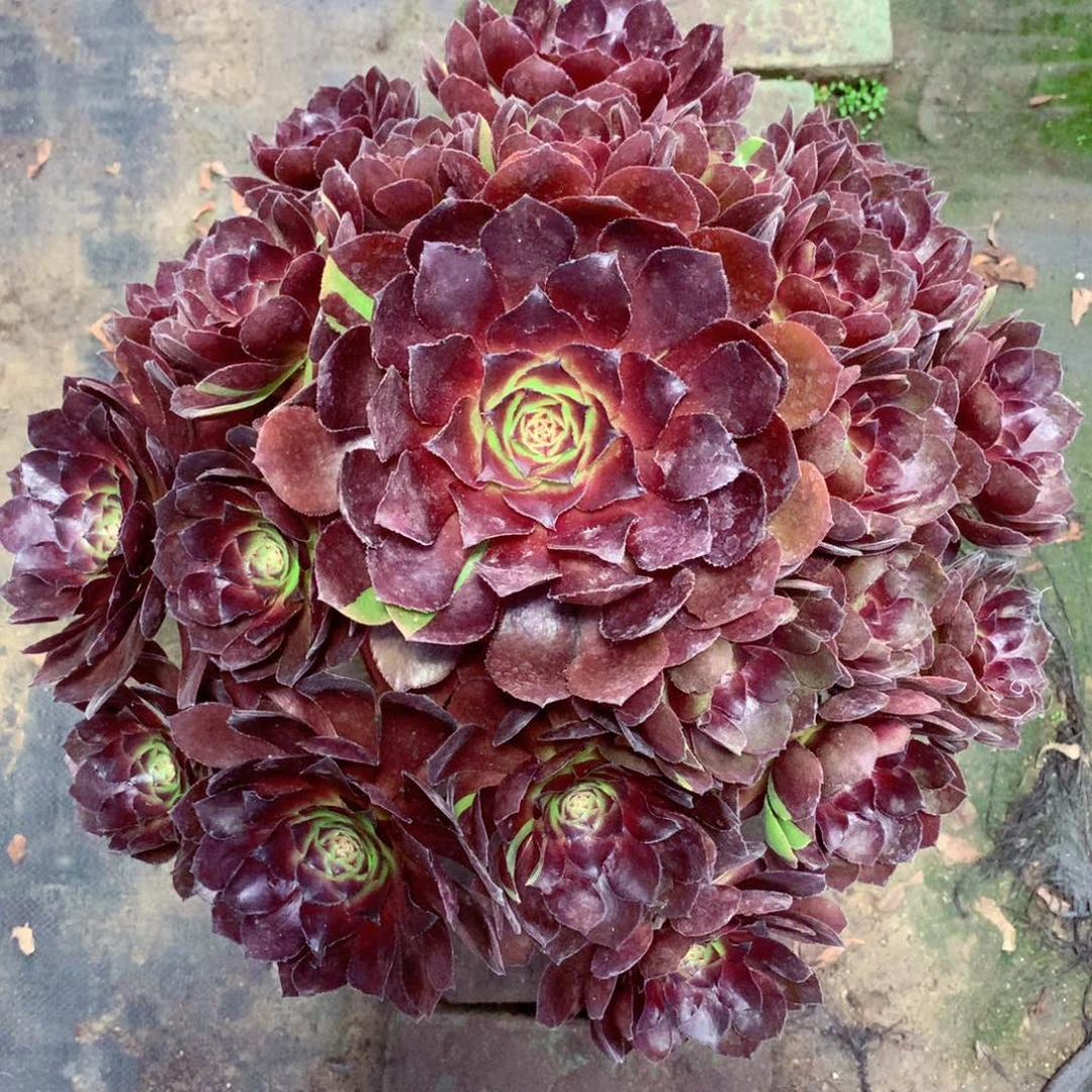 花花公子，多肉植物