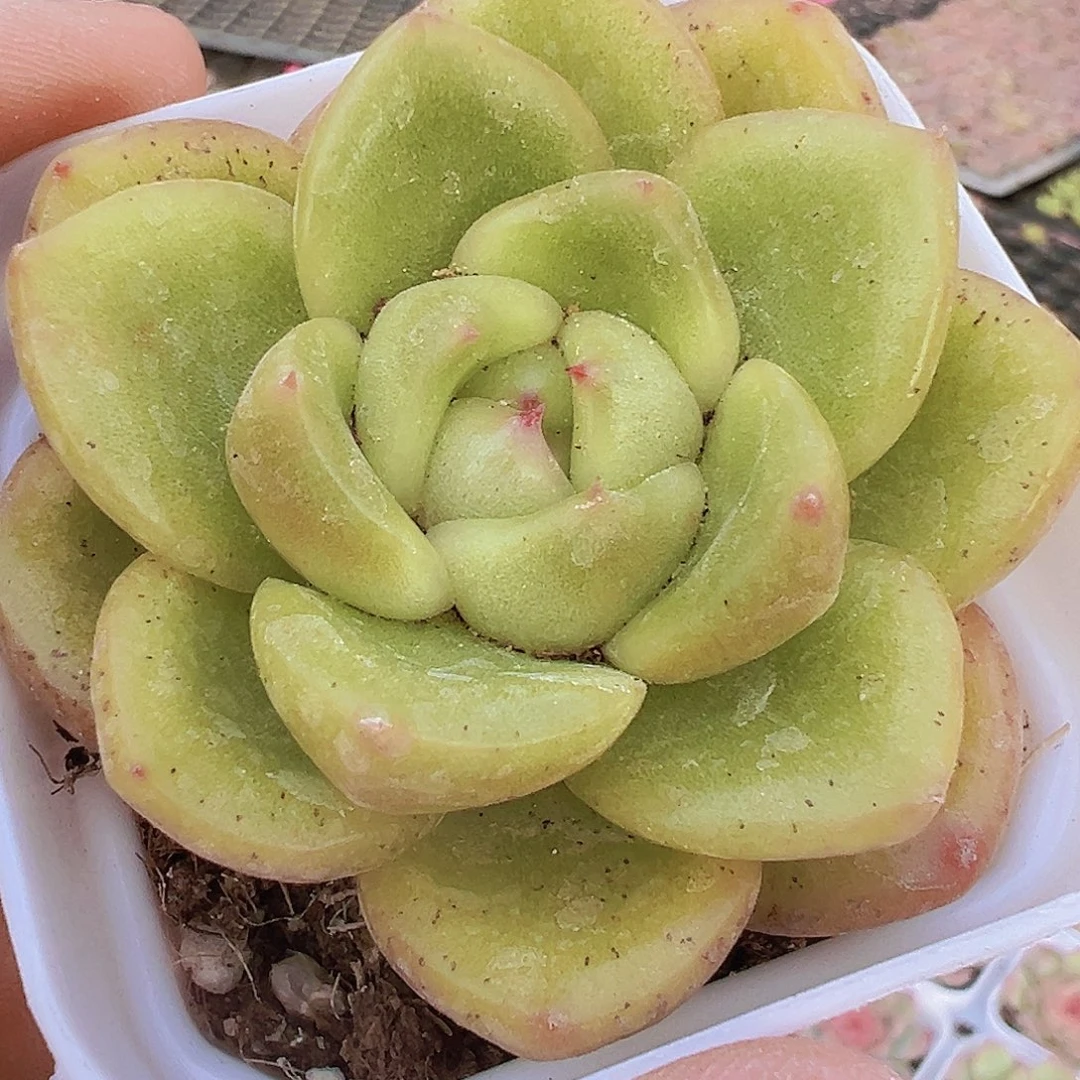 碧玉珍妮19包邮多肉