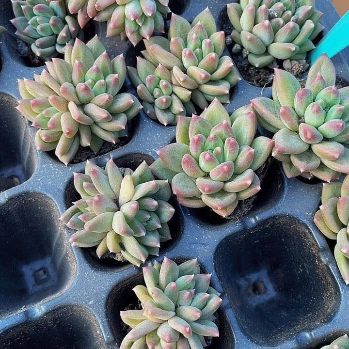 甲骨文1.5带土发