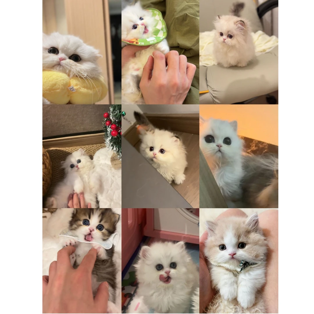 【Maoment·时刻猫舍】米努特/稀有色英短/专用活体宠物猫链接