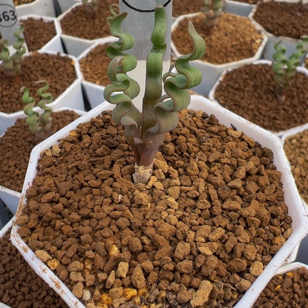 353海带弹簧草多肉植物带盆土