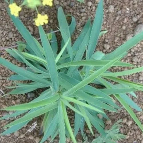 甘肃野生北柴胡干货
