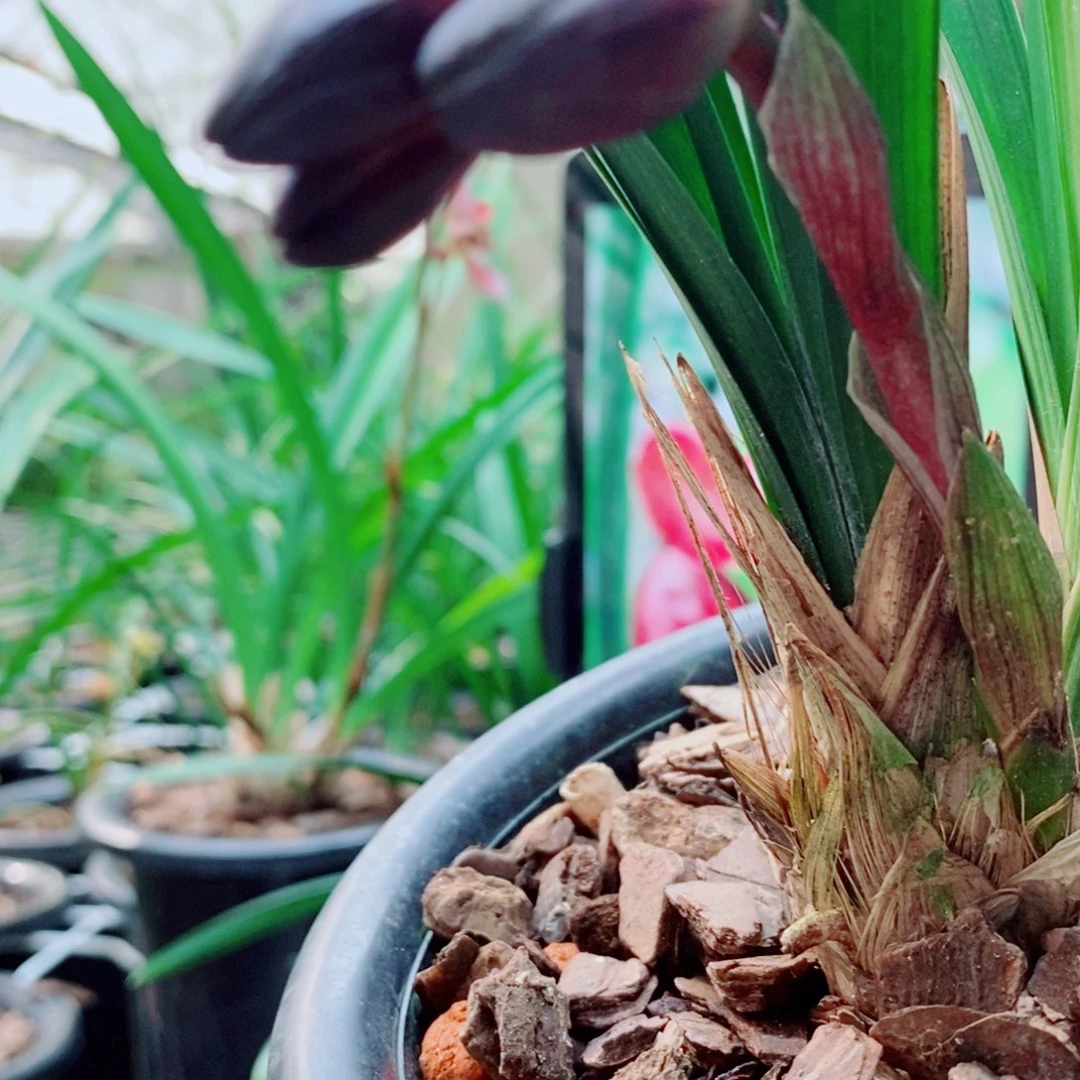 大部分花苞少量开放