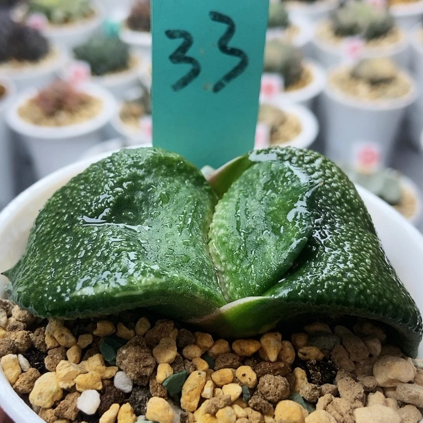 【闪购商品】卧牛33