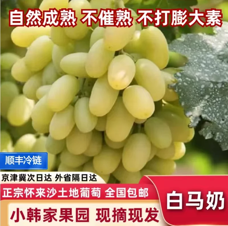 【京津冀拍】河北张家口怀来沙土地马奶葡萄产地直发水果