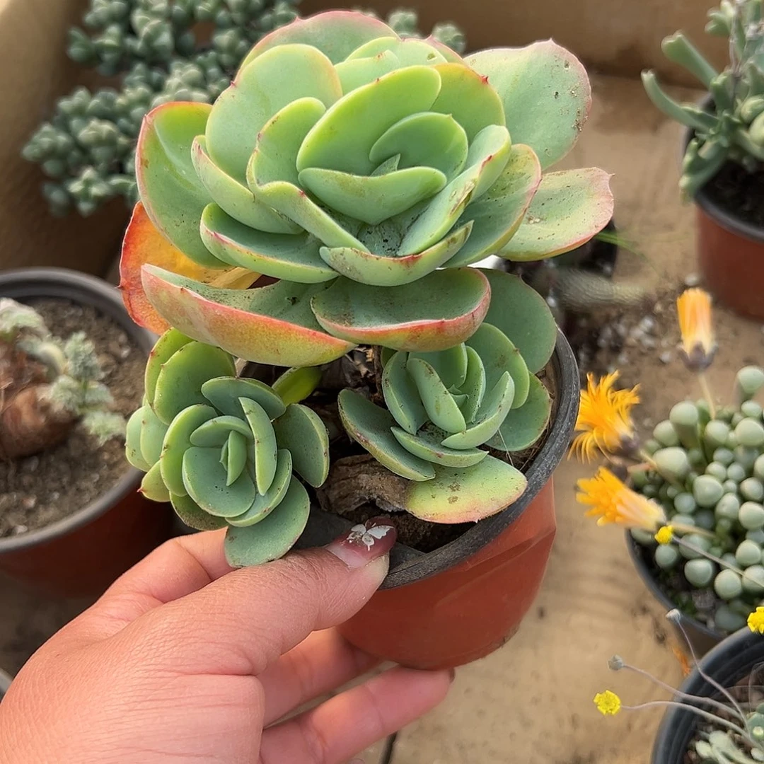 多肉植物鸡蛋碧桃老庄