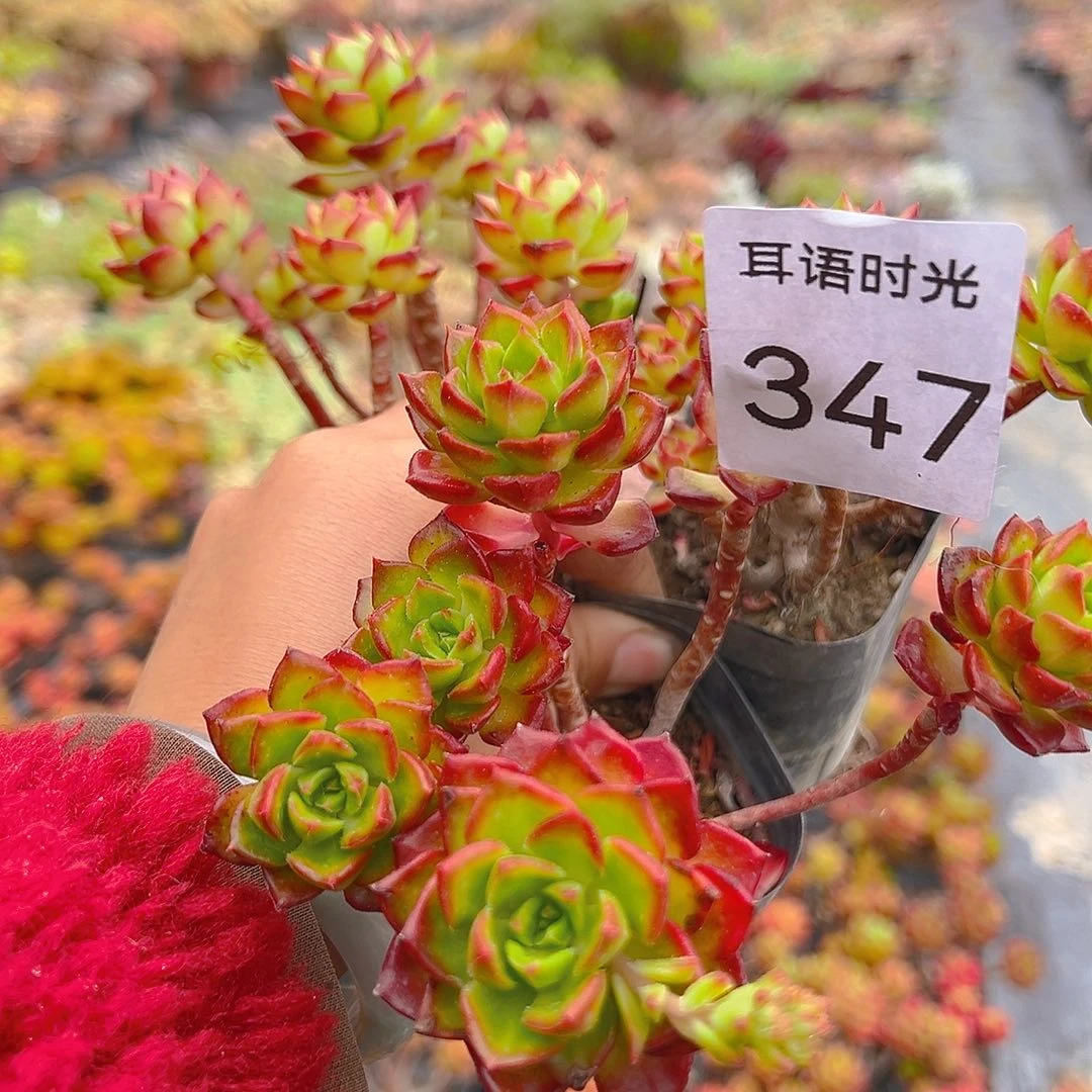 347，迪亚，15个头子起发货，脱土