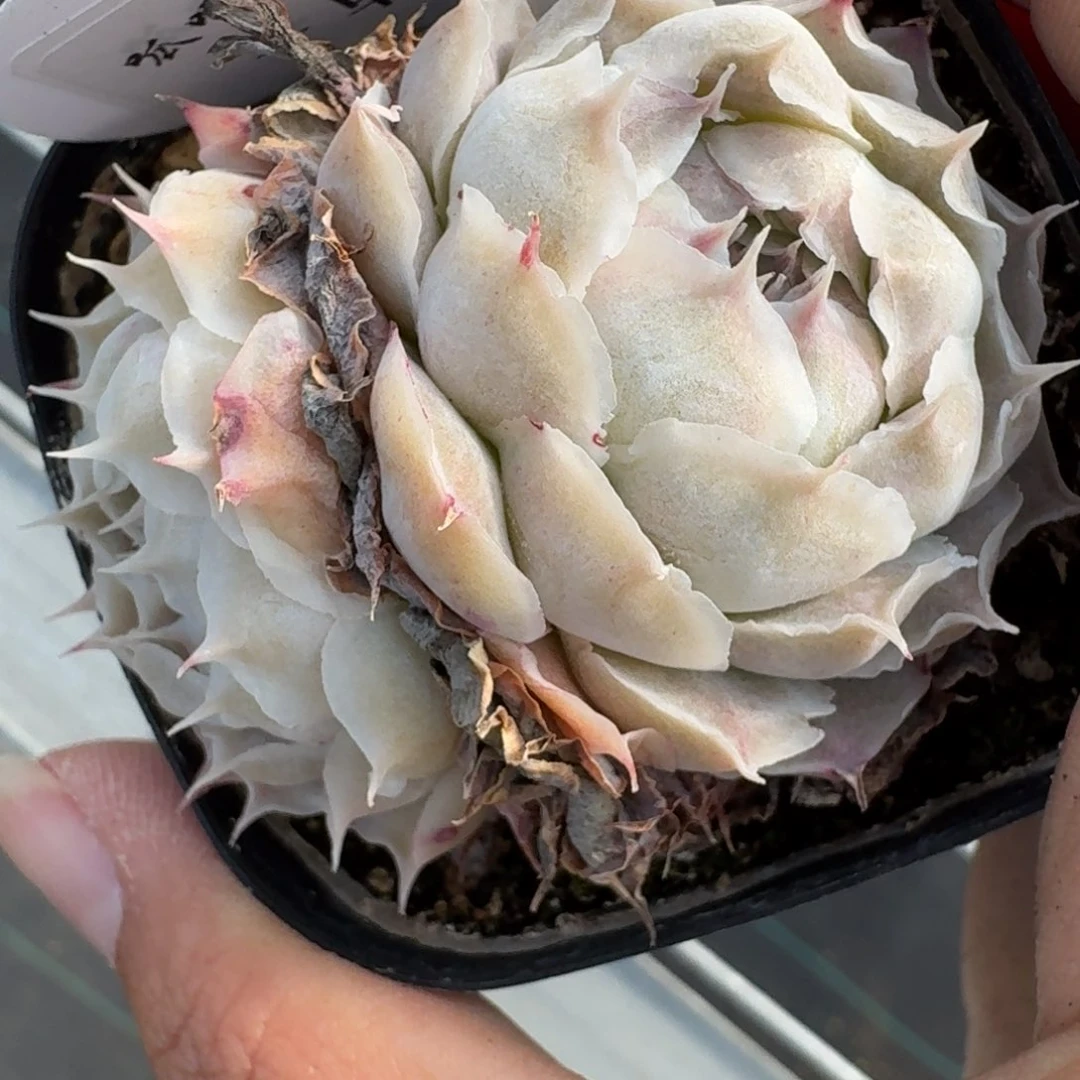 0109-杂交双头一颗