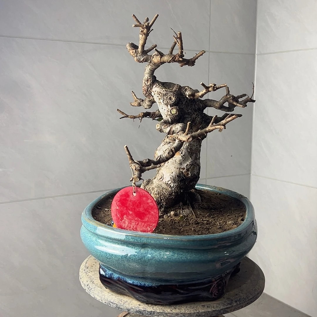 无花朵矮霸老桩榆树盆景