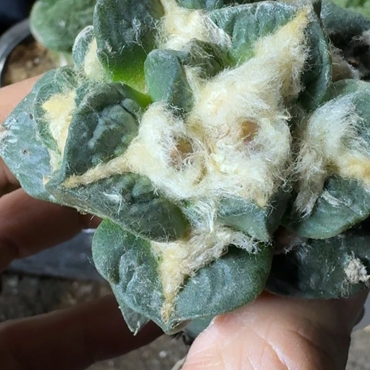 无花朵苗接牡丹505