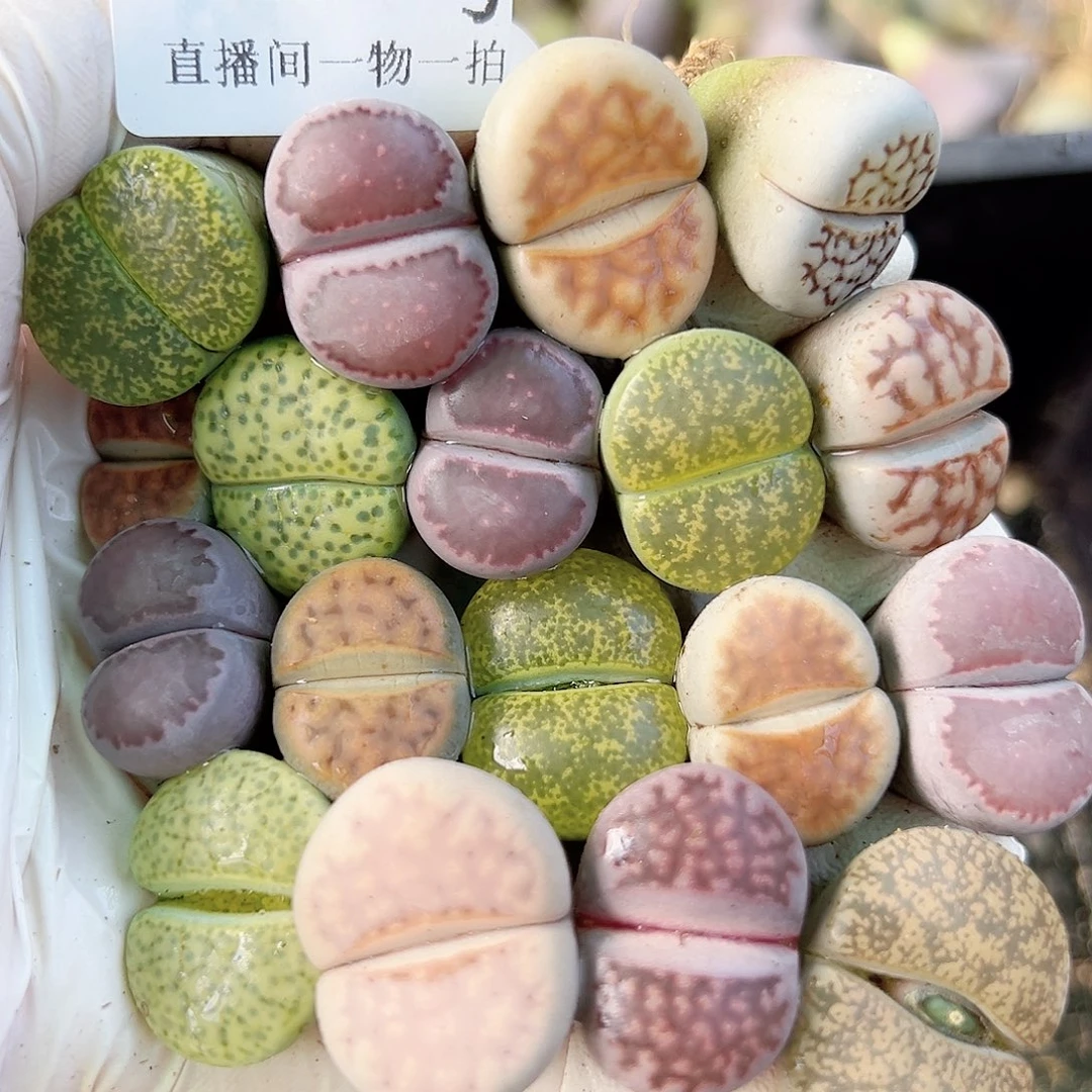 8634 好养易活生石花大母本18个