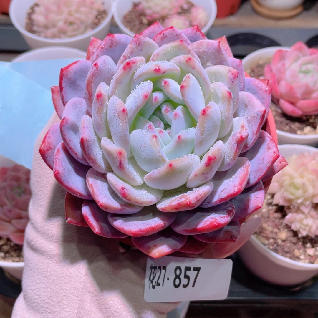 花利美27-857橙梦露
