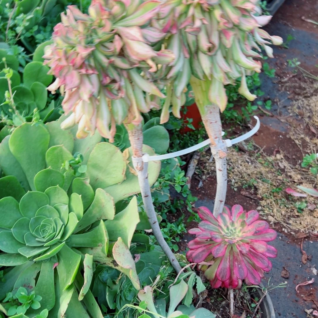 思*我3156 号多肉法师新年特价