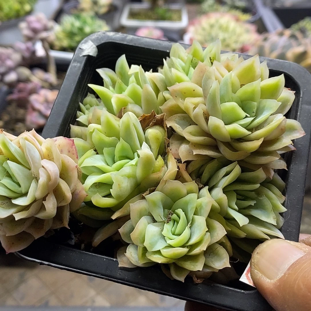 04112冰片锦多肉植物