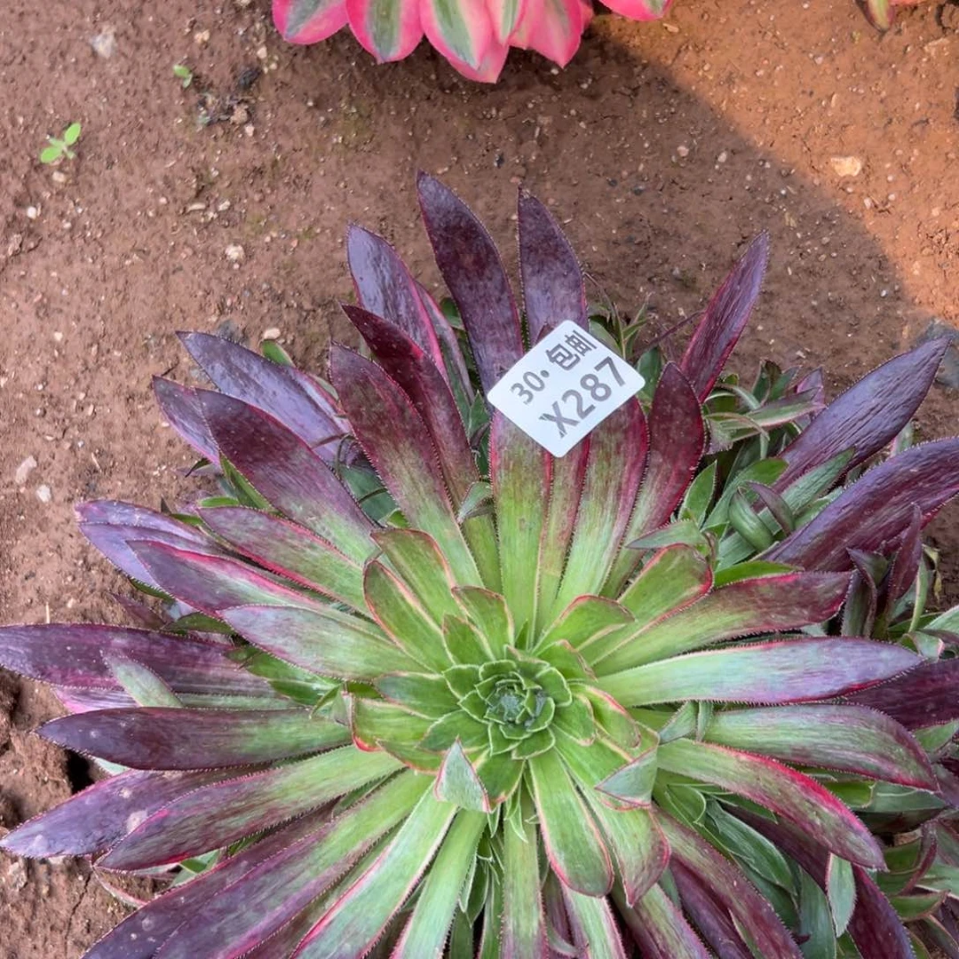 风**人287孔雀多肉法师