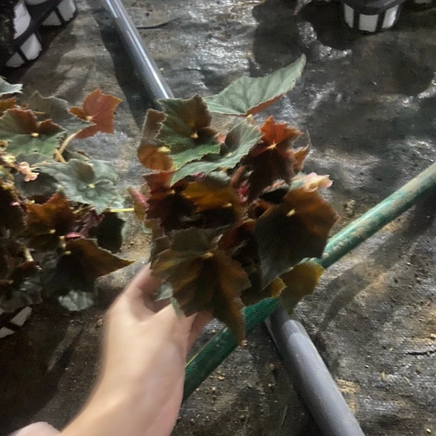 黑天鹅秋海棠 轻微叶损不包售后十度以下请拍保温棉